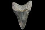 Serrated, Lower Megalodon Tooth - Georgia #76483-2